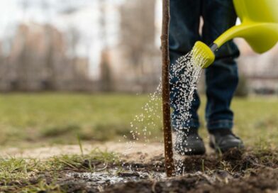 Önkéntesekkel - Önkéntes Vízadó - 10 millió fa - kép: Freepik